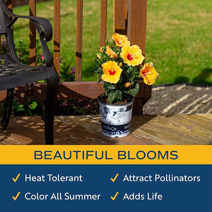 Costa Farms Live Tropical Hibiscus Plant with Yellow Flowers, 1-Gallon Grower Pot, 16-Inches Tall, Real Flowering Outdoor Plant for Patio, Deck, or Garden Decor, Natural Air Purifier