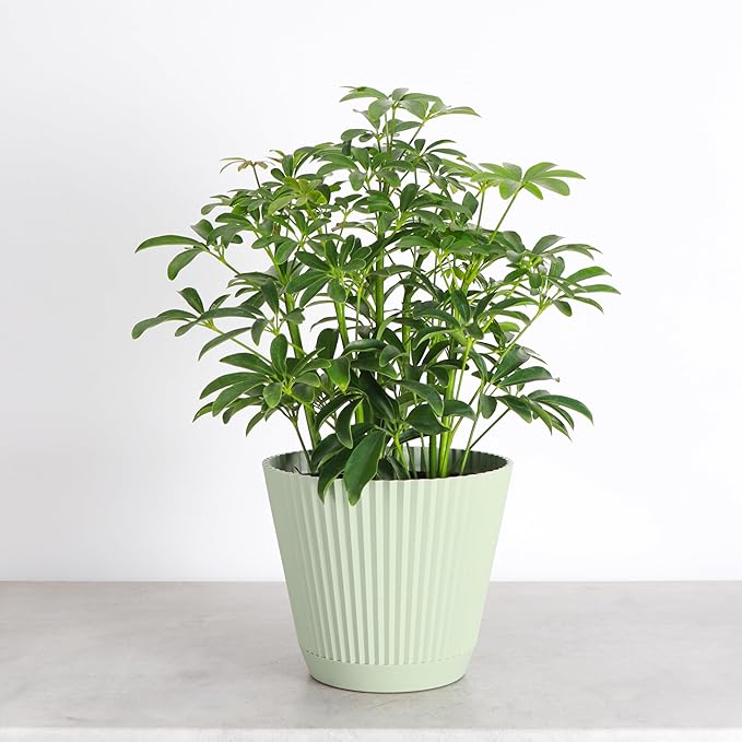 Thorsen's Greenhouse Live Arboricola Umbrella Tree Plant, Schefflera Arboricola, Natural Air Purifier, Easy to Grow, Live Indoor Houseplant, 6-inch Diameter (Sage (6" Pot))
