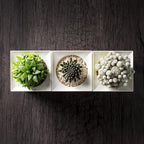 LeGrow Smart Garden Indoor Planter Starter Kit - 3 Patented Design Plant Pots,1 Water Holding Base Tray - (Plants Not Included)