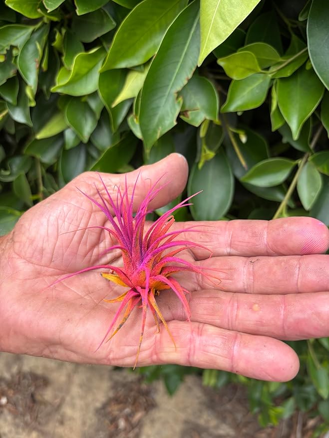 Air Plants - Tillandsia Ionantha - Organically Enhanced Color - Live Arrival Guaranteed - House Plants for Home Decor & Gift (2 Tone 4pk) (4pk Mix 2-Tone)