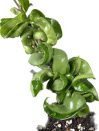 Hoya Compacta aka Hoya Hindu Rope Available in 4 inch Pot with One Plant - Air Purifying Plant - Hoya Plants Live Houseplants - Very Short Right Now