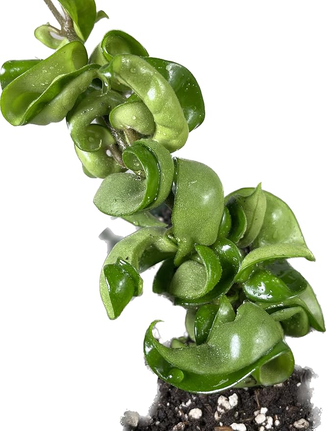 Hoya Compacta aka Hoya Hindu Rope Available in 4 inch Pot with One Plant - Air Purifying Plant - Hoya Plants Live Houseplants - Very Short Right Now