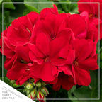 Live Flowering Zonal Geraniums - Red (3 Plants Per Pack) - Beautiful Spring Flowers - 12" Tall by 5" Wide in 1 Qt Pot