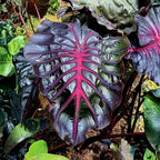 Elephant Ear Plants, Rare Colocasia Plant Live, Perennial Esculenta Taro Alocasia 4-8 Inch Tall, Indoor Outdoor Garden (Variegated Black)