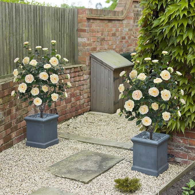 3.6FT Artificial Camellia Fake Tree, Artificial Plants & Flowers with 32 Yellow Pink Flowers for Door Front Decoration Porch Patio Living Room Office Indoor Outdoor Decor (2PCS Contains Faux Moss)