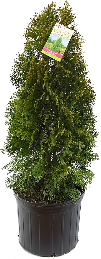Live Plant Green Promise Farms, Thuja occidentalis 'Smargd' Emerald Green Arborvitae #3 Size Container, Evergreen