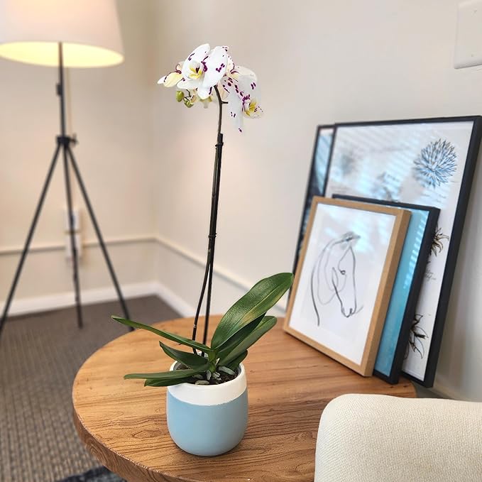 Large Novelty Live Orchids Blooming in 5" Blue & White Orchid Pot, Pet Friendly Live Plant Gifts for Plant Lovers, Approx. 22"+ Tall, Real Houseplants, Phalaenopsis Moth Flowers by Plants for Pets
