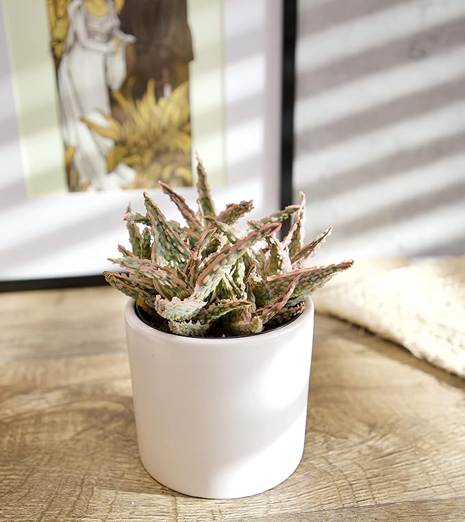 Live Aloe Plant Succulents (3 Pack), Succulents Plants Live in Potting Soil, Potted Succulents Live Plants, Star Aloe Plants Live in Cacti Pots, Cactus Plants Live Succulent Plants by Plants for Pets
