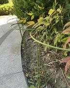 12-Pack Plant Support Stakes, Steel Stakes for Indoor Plants, Monstera & Peony Support, Tall Plant Sticks for Snake Plant, Climbing Vines, Metal Garden Stakes (10" W x 15.8" H)