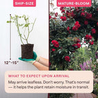 Heirloom Climbing Roses, Live Own Root Plant for Outdoor Garden, Arborose® Florentina, Moderately Fragrant, Hardiness Zones 5-10, Continual Blooming