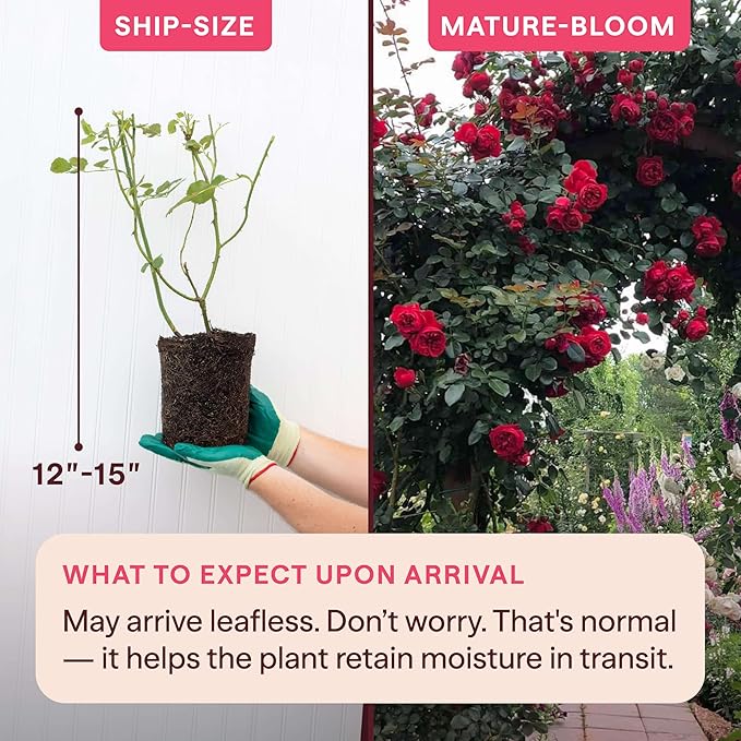 Heirloom Climbing Roses, Live Own Root Plant for Outdoor Garden, Arborose® Florentina, Moderately Fragrant, Hardiness Zones 5-10, Continual Blooming