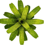 ragnaroc Live Plants – Bromeliad Vrisea Fenestralis, 4-8" in 4" Pot - 1ct - Live Arrival Guaranteed - House Plants for Home Decor & Gift