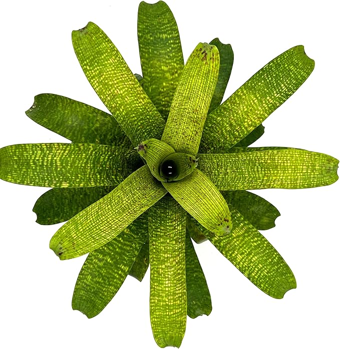 ragnaroc Live Plants – Bromeliad Vrisea Fenestralis, 4-8" in 4" Pot - 1ct - Live Arrival Guaranteed - House Plants for Home Decor & Gift