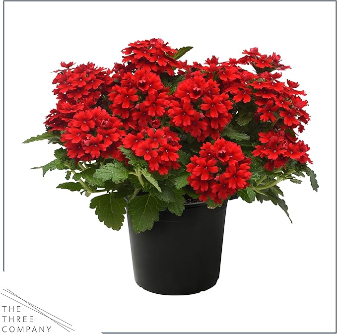 Live Flowering Verbena - Shades of Red (3 Plants Per Pack) - Healthy Flowering Plant - Beautiful Spring Color - 10" Tall by 5" Wide in 1Qt Pot
