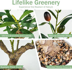 Caxchiling Fake Olive Plants 2FT, Artificial Small Olive Tree Indoor, Faux Potted Plants Decor for Tabletop, Desk, Shelf, Office, Kitchen, Living Room, Bedroom, Bathroom