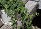 American Plant Exchange Variegated English Ivy – 6-Inch Pot – Live Easy Care Trailing Houseplant with Green & White Leaves for Hanging Baskets, Indoor Planters, Home & Office Décor