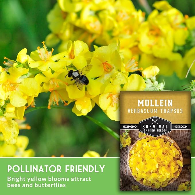 Mullein Seeds for Planting - Verbascum Thapsus Medicinal Biennial Herb with Tall Yellow Flowers - Heirloom Non-GMO Open Pollinated Pollinator Friendly - Survival Garden Seeds (2 Pack)
