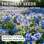 LUOJIBIE Borage Seeds, 4,000+ Blue Borage Seeds for Planting Outdoor & Indoor, Flower Seeds Bulk for Garden, Non-GMO & Heirloom, Easy to Grow