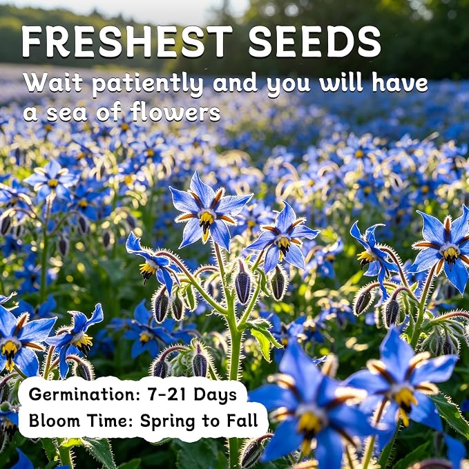 LUOJIBIE Borage Seeds, 2,000+ Blue Borage Seeds for Planting Outdoor & Indoor, Flower Seeds Bulk for Garden, Non-GMO & Heirloom, Easy to Grow