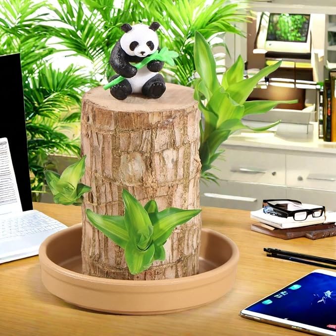 Brazilian Wood Plant Brazilian Lucky Wood Plant Indoor/Outdoor