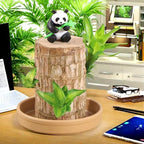 Brazilian Wood Plant Brazilian Lucky Wood Plant Indoor/Outdoor