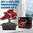 Bonsai Starter Kit, 5 Seeds Growing into Acacia, Wisteria, Sakura, Red Maple and Black Pine, Including Complete Gardening Tools with A Gift Box for Men Women Beginners