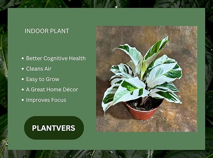 PLANTVERS Live Calathea Plant – Low-Maintenance Indoor Houseplant | Low-Light & Easy-Care Pet-Friendly Plant | Air-Purifying Tropical Houseplant (Calathea White Fusion, 4" Nursery Pot)