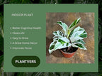 PLANTVERS Live Calathea Plant – Low-Maintenance Indoor Houseplant | Low-Light & Easy-Care Pet-Friendly Plant | Air-Purifying Tropical Houseplant (Calathea White Fusion, 4" Nursery Pot)