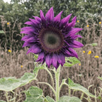 100 Pcs Rare Purple Sunflower Seeds Beautiful Flower for Planting Outdoors Home Garden Decor