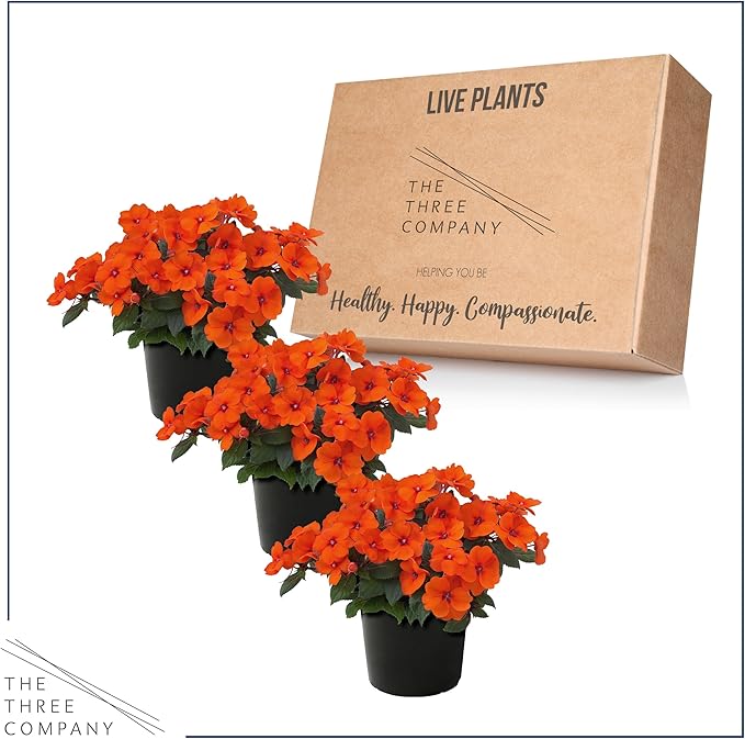 Live Flowering Sunpatiens - Coral (3 Plants Per Pack), Beautiful Annual Summer Color, 10" Tall by 6" Wide in 1 Quart Pot
