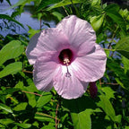 Chalily Pink Water Hibiscus, a Great Live Pond Plant for Your Water Garden. Filters The koi and Goldfish Pond. Good for Bogs, Plant Shelf or Shallow Water This marginal Aquatic is a Real Beauty