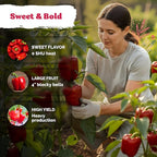 KVITER 50 Big Red Bell Pepper Seeds (Capsicum annuum) – Large Sweet Peppers Seed Packets, Sweet Red Pepper Vegetable Garden – Heirloom Vegetable Seeds Outdoor &, Indoor Garden Containers
