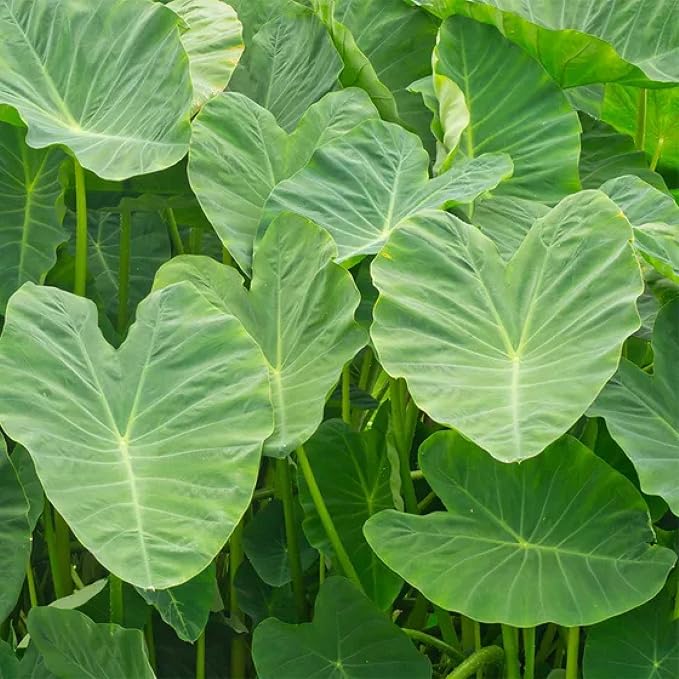 Chalily Green Taro, a Great Live Pond Plant for Your Water Garden. Great for koi and Goldfish Pond. Good for Bogs, Plant Shelf or Shallow Water This marginal Aquatic is a Real Beauty