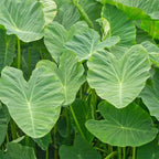 Chalily Green Taro, a Great Live Pond Plant for Your Water Garden. Great for koi and Goldfish Pond. Good for Bogs, Plant Shelf or Shallow Water This marginal Aquatic is a Real Beauty
