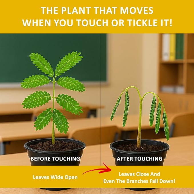 TickleMe Plant Seeds (2 Pack) – Grow the Touch-Sensitive Plant that Closes When Touched – Fun Easter Basket Stuffer – Easy Indoor Science Activity for Kids & Adults