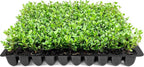Wintergreen Boxwood | 20 Live Plants | Buxus Microphylla | Evergreen Shrub, Dense Foliage, Formal Garden, Low Maintenance, Privacy Hedge, Year-Round Interest, Landscaping Shrub