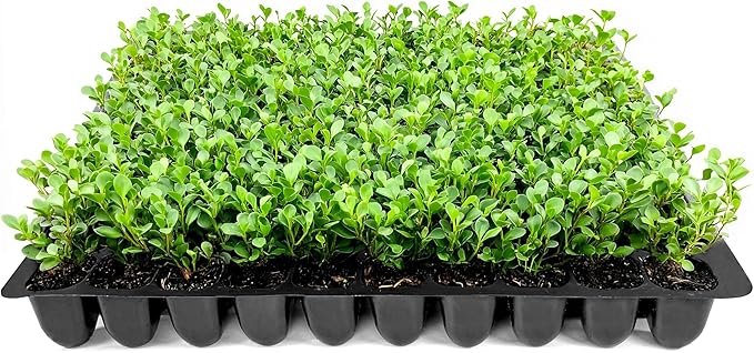 Wintergreen Boxwood | 30 Live Plants | Buxus Microphylla | Evergreen Shrub, Dense Foliage, Formal Garden, Low Maintenance, Privacy Hedge, Year-Round Interest, Landscaping Shrub
