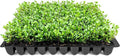Wintergreen Boxwood | 3 Live Plants | Buxus Microphylla | Evergreen Shrub, Dense Foliage, Formal Garden, Low Maintenance, Privacy Hedge, Year-Round Interest, Landscaping Shrub