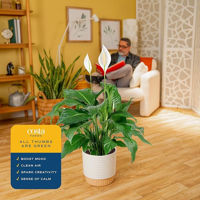 Costa Farms Peace Lily Live Plant in Decorative Pot, Large Air Purifying Flowering Indoor Houseplant, Perfect for Home, Room, or Office Decor, Great House Warming or Birthday Gift, 2-3 Feet Tall