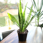 Altman Plants Live Snake Plant (Zeylanica), Approx. 13" Tall, Virtually Indestructible Easy Succulent Houseplant, 4 in Pot