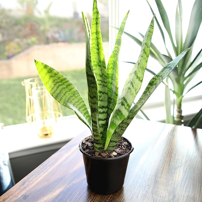 Altman Plants Live Snake Plant (Zeylanica), Approx. 13" Tall, Virtually Indestructible Easy Succulent Houseplant, 4 in Pot