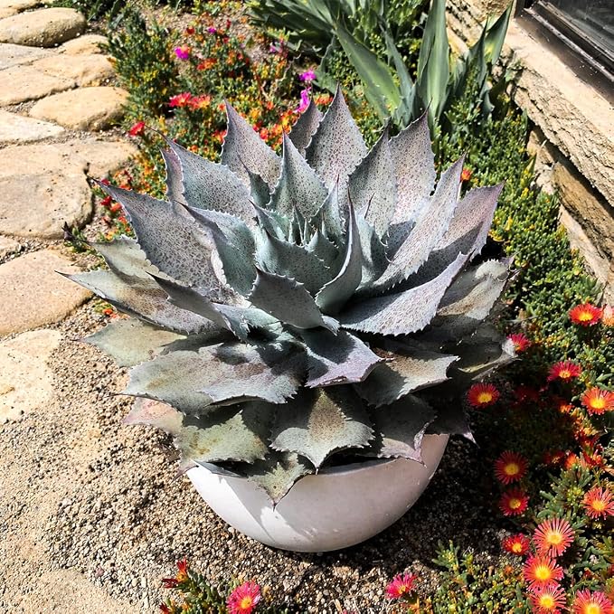 Mangave 'Sponge Paint', 1.5" Plug - Live Succulent Plant, Agave Like Rosette, Low Maintenance Indoor Outdoor Plant for Home Garden Decor, Beginner-Friendly Live Plants