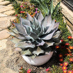 Mangave 'Sponge Paint', 1.5" Plug - Live Succulent Plant, Agave Like Rosette, Low Maintenance Indoor Outdoor Plant for Home Garden Decor, Beginner-Friendly Live Plants