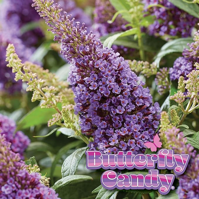 Perfect Plants Butterfly Candy Li'l Lavender Butterfly Bush in 1 Gallon Grower's Pot | Live Flowering Shrub for Outdoor & Containers | Compact | Attracts Pollinators to Your Landscape | Zones 5-10