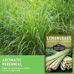 Lemongrass Seeds for Planting - Lemon Scented Asian Lemongrass for Your Home Vegetable Garden - Heirloom Non-GMO Open-Pollinated - Survival Garden Seeds (2 Packs)