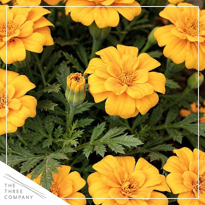 Live Flowering Marigold - Assorted Colors (4 Per Pack), Beautiful Spring Color, 8" Tall by 4" Wide in 1 Pt Pot
