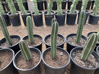 Cactus Outlet - Mexican Fence Post Cacti - Cactus Plants Live, 36”+ Live Plants Indoor & Outdoor Use, Rare Large Live Cactus - Landscape Ready Large Cactus Plant Live Delivered Right to Your Door