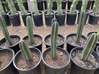 Cactus Outlet - Mexican Fence Post Cacti - Cactus Plants Live, 12”-18" Live Plants Indoor & Outdoor Use, Rare Large Live Cactus - Landscape Ready Large Cactus Plant Live Delivered Right to Your Door