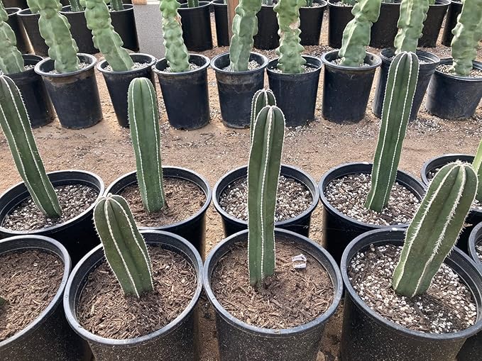 Cactus Outlet - Mexican Fence Post Cacti - Cactus Plants Live, 12”-18" Live Plants Indoor & Outdoor Use, Rare Large Live Cactus - Landscape Ready Large Cactus Plant Live Delivered Right to Your Door