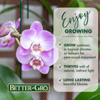 Better-GRO 19” Hanging Kokedama with Phalaenopsis Orchid – Indoor/Outdoor Planter- Purple